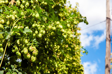 Closeup of ripe hop growing on the field in Poland