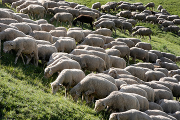 Flock of sheep grazing in the alpine meadows of France.