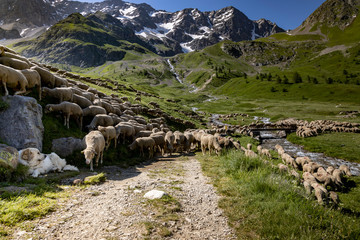 Flock of sheep grazing in the alpine meadows of France. - obrazy, fototapety, plakaty