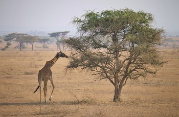 The Masai giraffe (Giraffa camelopardalis tippelskirchii), also called Kilimanjaro giraffe, is the largest subspecies of giraffe. It is native to East Africa.