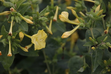 Vegetation in the countryside