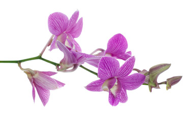 pink orchid flowers isolated on white background