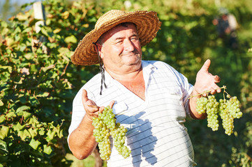 Senior vintager harvesting the grape