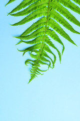 Summer tropical background, fern leaves  