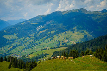 Fototapeta na wymiar Small herd of cows grazing on a mountain pasture