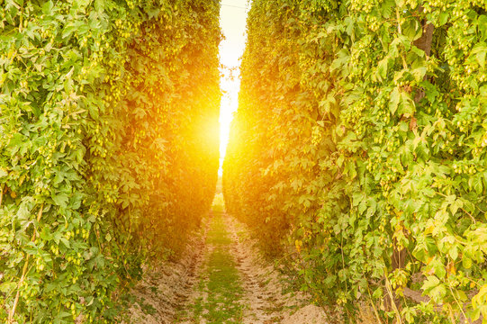 Sunset over the hop field in late summer. Poland