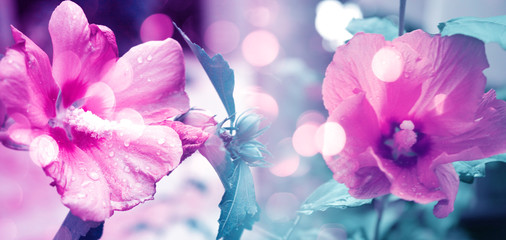 Spring floral background in ultraviolet neon glow. Flower bud close-up with blurry bokeh. Copy...