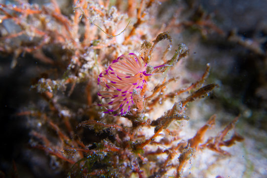Redline flabelina (Coryphellina rubrolineata) nudibranch or sea slug near Anilao, Batangas, Philippines. Marine life and underwater photography.