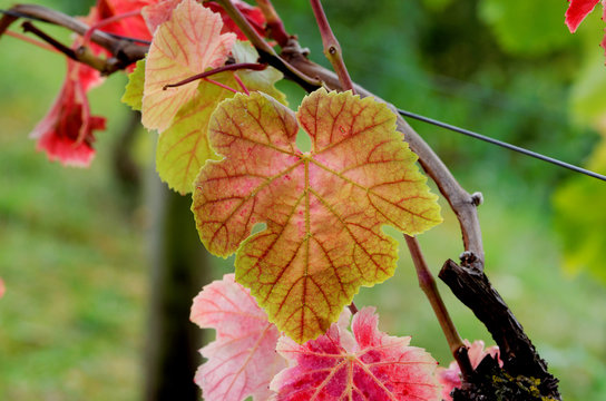 Vitis vinifera autumn leaf of a common grape vine in the rhine valley near k&ouml;nigswinter