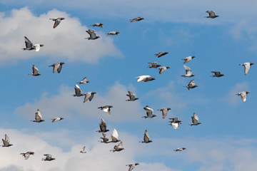 flock of speed racing pigeon brid flying