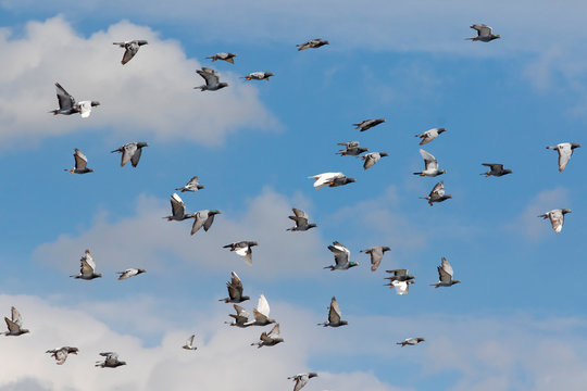 Flock Of Speed Racing Pigeon Brid Flying