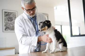 Fotobehang Dierenarts Veterinaire keuring puppy hondje