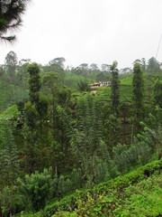 The tea plantation, Nuwara Eliya, Sri Lanka