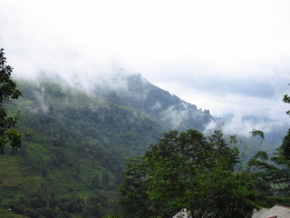 The tea plantation, Nuwara Eliya, Sri Lanka