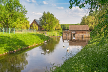 A spring sunny day. Swans, geese, ducks swim in the river near the historical reconstruction of the mill on the river Zhuzha. Moscow, museum-reserve Kolomenskoye.