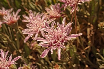 l interesting original flower in close-up forming the background on the Spanish island of Tenryfa...