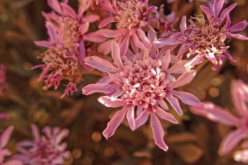 l interesting original flower in close-up forming the background on the Spanish island of Tenryfa...