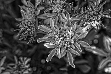 l interesting original flower in close-up forming the background on the Spanish island of Tenryfa...