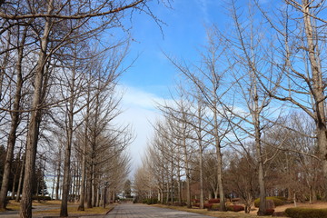 冬の銀杏並木と青空の背景