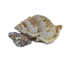 shell, sea, seashell, isolated, nature, white, beach, ocean, object, conch, spiral, marine, animal, tropical, summer, aquatic, shellfish, souvenir, mollusk, cockleshell, macro, decoration, water, sea 