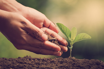 Hands of farmer growing and nurturing tree growing on fertile soil with green and yellow bokeh background / nurturing baby plant - obrazy, fototapety, plakaty