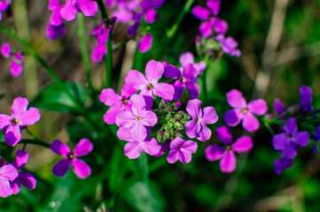 Viola odorata. The scent is fragrant. Purple forest flower blooms in spring. The first spring flower, purple. Wild violets in nature. Spring bush flower for mother's day. Design template.