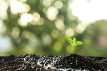 Farmer's hand watering a young plant on green bokeh nature