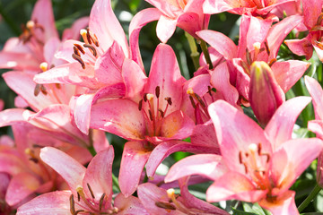 Fototapeta na wymiar Bouquet of pink lilies close-up