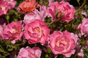 Large variety of rose flowers, pink