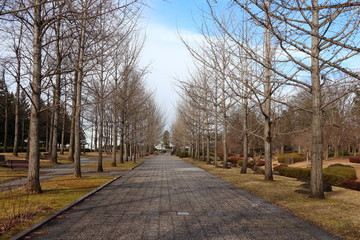 Fototapeta na wymiar 冬の銀杏並木と青空の背景