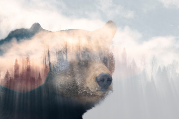 Brown bear