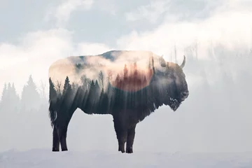 Zelfklevend Fotobehang Wilde bizons © erika8213