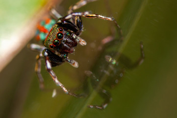 The metalic jumper
