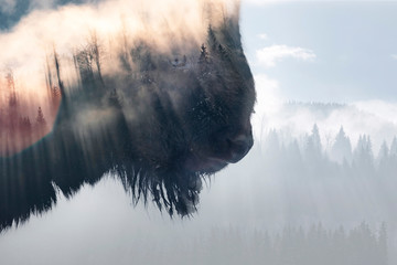 Wild bison © erika8213