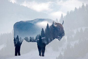 Wild bison © erika8213