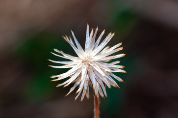 Closeup of balinese flower