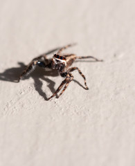 Jumpingspider on white wall