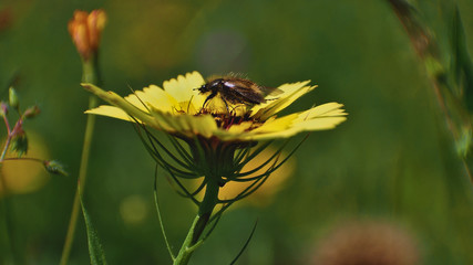 Yellow flower attracting coleopteros to pollinate