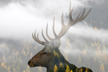 Naklejki  Red deer and the misty forest