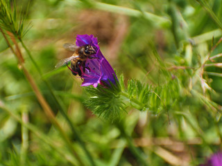 Bee collecting in violet trumpet flower