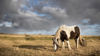 A wild Bodmin Moor pony grazes under a dramatic winter sky