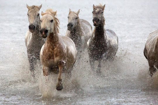CABALLOS CORRIENDO 