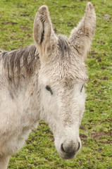 Fototapeta premium Donkey of Andalusian breed in green meadow of holm oaks looking behind a wire mesh looking curiously