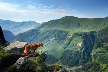 dog in the mountains. Nova Scotia Duck Tolling Retriever in the journey. A trip with a pet. Animal in beautiful landscape of Georgia