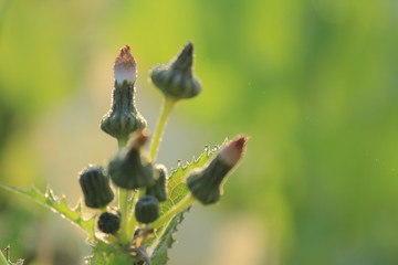 キラキラした冬の朝