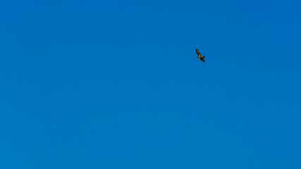 Naklejka na ściany i meble Common buzzard in flight against the sky