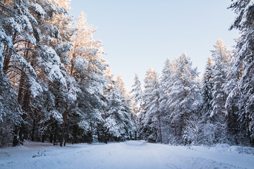 Beautiful winter scenery with forest full of trees covered snow