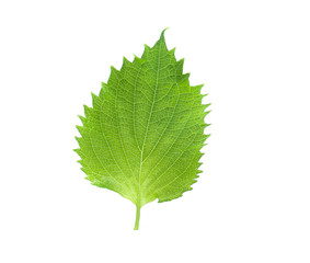 sesame leaves or perilla leaf isolated on white background