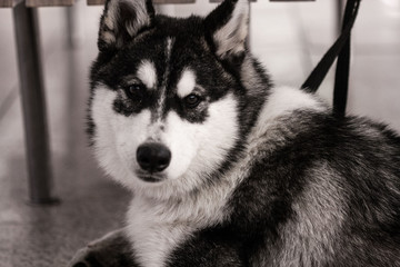 portrait of siberian husky