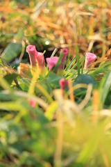 キラキラした冬の朝